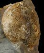 Sphenodiscus Ammonite Cluster- South Dakota #44028-1